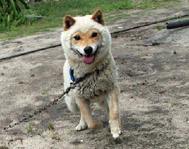 《披著羊毛的柴犬》不不不，是人家在換毛啦～