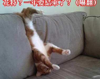 2013卡卡最夯的貓咪們 以後也請繼續喵喵指教ΦωΦ