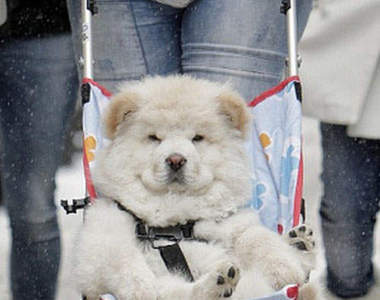 《囂張的動物們》趴兔 ~你敢跟牠們比好命嗎？