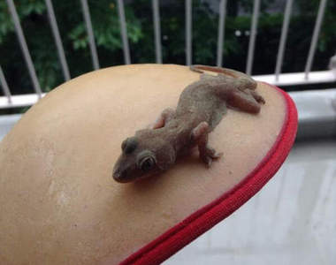 被NuBra困住的壁虎　到底該如何救出呢？ヽ(д`ヽ)｡｡