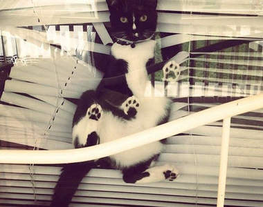 貓咪vs.百葉窗 家中最容易被貓貓破壞的物品+1