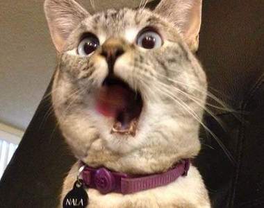 萌翻天《表情貓Nala》怎麼可以這麼有戲～（抱）