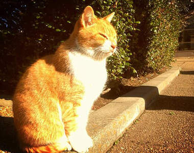 《接近野貓的方法》雖然可愛但是小心不要嚇到牠們囉～