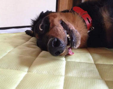 日本推出《狗狗專用冷氣房》　不然寵物都快熱到翻過去啦（白眼）