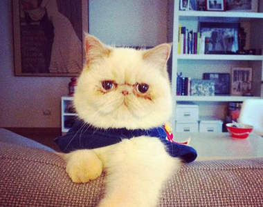 《微怒貓Juno》才藝就是無時無刻看起來很不爽？XDD