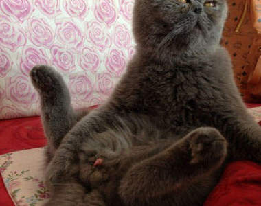 寵物版《比醜大賽》根本都很萌好嗎～（融化）