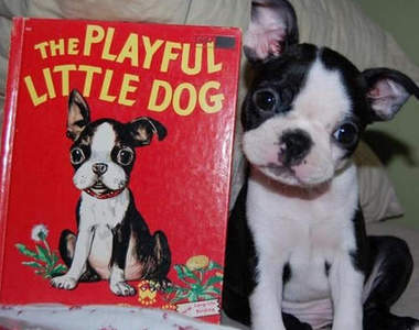 嗯？為什麼這上面的貓貓狗狗長得跟我一樣？