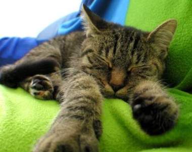 《貓咪打瞌睡》星期一的早晨是該這樣沒錯...（笑）