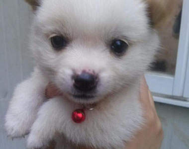 工大校犬《小五月》小短腿萌翻每個人的心❤