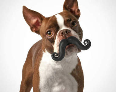 和寵物交換聖誕禮物 只能得到黃金萬兩