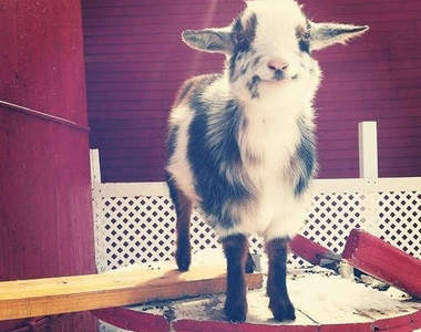 爆走失控小山羊　地表上最白目動物（蹬）