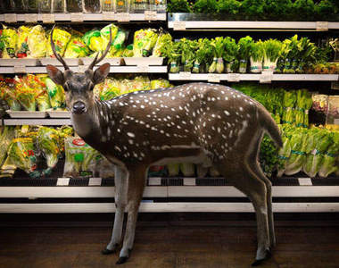 《動物逛超市》真實版的馬達加斯加出現？