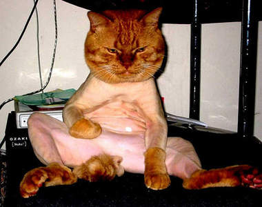 《貓的強大威力》你一次要打幾個?( ̄‥a ̄)