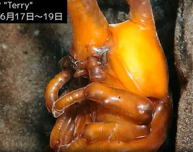 昆蟲變態生中繼頻道 大家一起圍爐看著牠一動也不動的樣子...(睏)