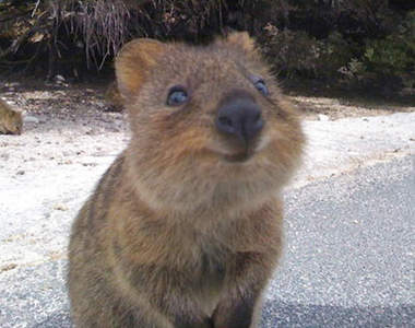 全世界《看起來最幸福的動物》無時無刻都保持著可愛微笑✪‿✪