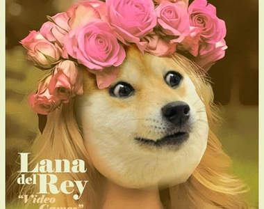 爆紅柴犬《KABOSU醬》誰都無法阻止它啦www