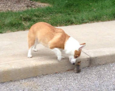 《柯基與兔兔》我們是短腿好朋友♥（←壞）