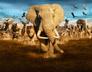 驚奇《動物旅行TOP10》 我也想去環遊世界啦