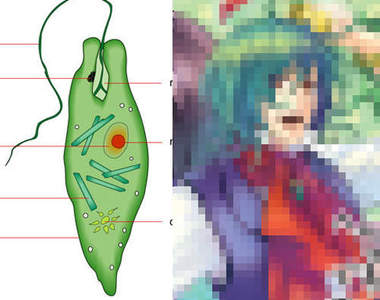 眼蟲到底是植物還是蟲呢？NONONO～其實他是...