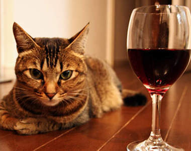 《貓的紅酒》喝醉也賣萌（未成貓請勿飲酒）