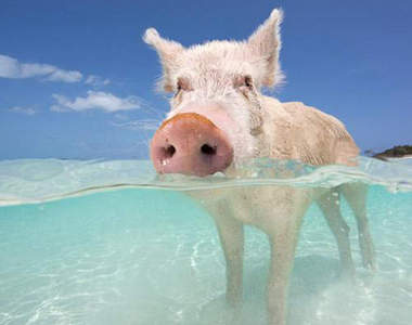 今年最多人搜尋的旅遊地 我想去海島國家曬太陽 (๑˃̵ᴗ˂̵)و