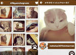 貓的Instagram《Nyanstagram》按照貓種分類的超方便app 貓的Instagram《Nyanstagram》按照貓種分類的超方便app