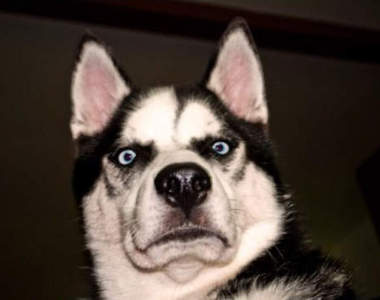 《哈士奇》的風情萬種 不要擺出這種臉咩