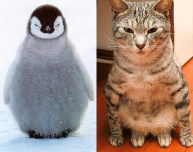 《貓的企鵝坐》模仿企鵝坐姿的貓咪們♥難道這是現在的流行？（誤）