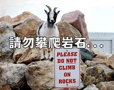 《超叛逆的動物們》欸欸欸標示牌看一下嘛...