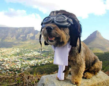 《狗旅客》環遊世界的流浪狗～奧斯卡～