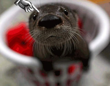 除了肉球外 動物身上還有那裡讓人好想「逼～」一下？