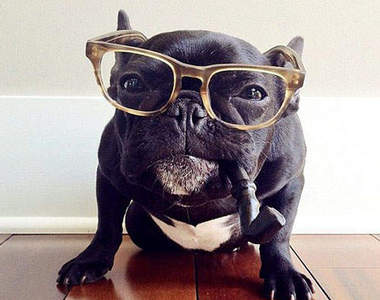 時尚鬥牛犬《Trotter》~今天要走的風格是.........？