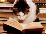 《書與貓》喵的~吸收知識就是睡在書堆裡 《書與貓》喵的~吸收知識就是睡在書堆裡