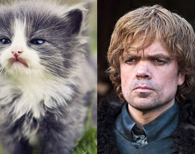 《冰與火之喵》如果讓這些貓來搶王座......