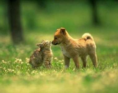 《貓狗一家親》趴吐～不要再挑撥我們之間的感情了