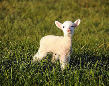 萌萌《羊的成長生活》一隻羊～咩～