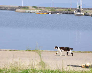 日本《貓島》人口幾乎等同貓咪數量的貓咪天堂