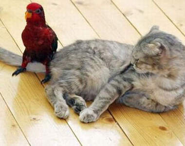 貓的朋友　誰說不能是小鳥？