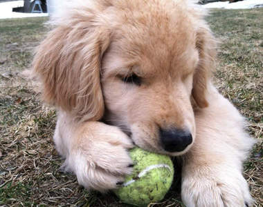 超可愛《黃金獵犬Ray Charles》看不見也蹦蹦跳跳～汪