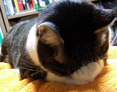 阿貓佔了我的床《貓佔床漫畫》看看貓奴有多卑微www