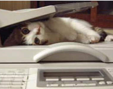 《拷貝貓》你喜歡的是哪一種拷貝呢？