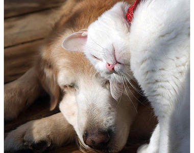犬派&貓派的《戀愛心理測驗》喜歡的動物也會影響你的戀愛傾向?