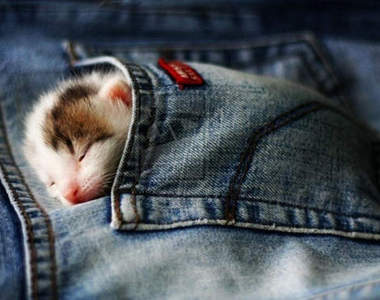 真貓版《胸口躲了一隻貓》可愛度爆表(=θωθ=)