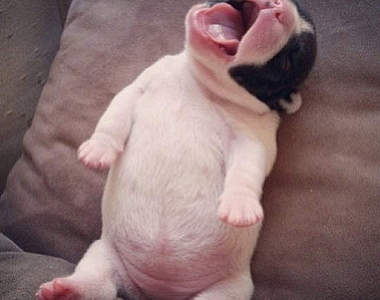 《狗狗翻肚》人家想要摸摸戳戳