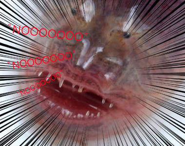 雷氏鰻鰕虎　我看起來很兇別惹我（瞪）