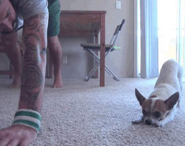 《瑜珈狗》狗狗也會跟你一起做瑜珈