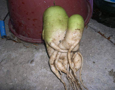 《害羞蘿蔔》現在蘿蔔口味都這麼重嗎>///<