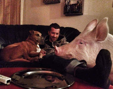 「迷你豬不迷你」越養越大隻也是滿...滿可愛的啦~~