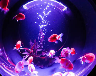 日本涼夏《金魚藝術展》5000隻金魚漫舞的異想空間