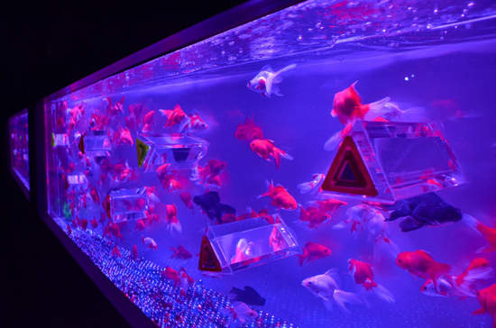 日本涼夏 金魚藝術展 5000隻金魚漫舞的異想空間